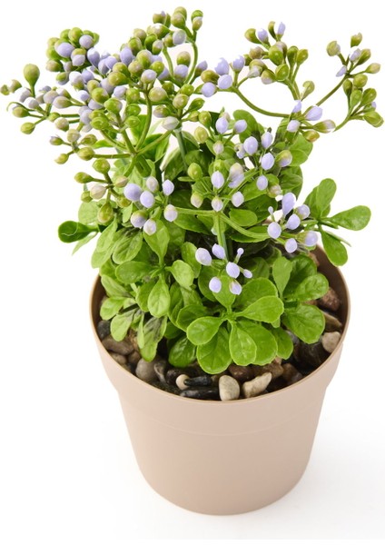 Dekor Saksılı Yapay Kokina Çiçek - - 17X6 cm modelleri