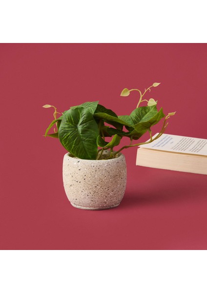 Saksıda Yapraklar - - 20X9X9 cm fiyatları