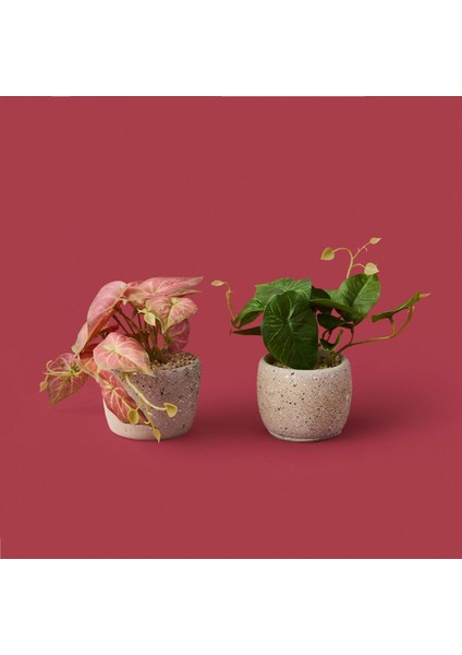 Saksıda Yapraklar - - 20X9X9 cm modelleri