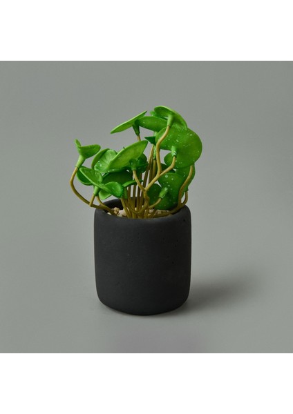 Mini Pot Soft Yaprak Saksılı Çiçek - - 8X6X6 cm