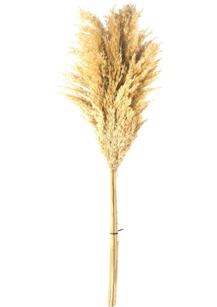 Pampas Yapay Çiçek - Bej - 90X20 cm