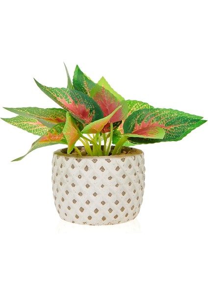 Mini Saksıda Yapraklar -