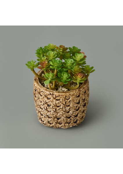 Hasır Efekt Saksıda Sukulent - 7X8X8 cm modelleri