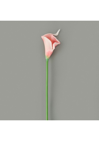 Dal Gala Çiçeği - - 33 cm