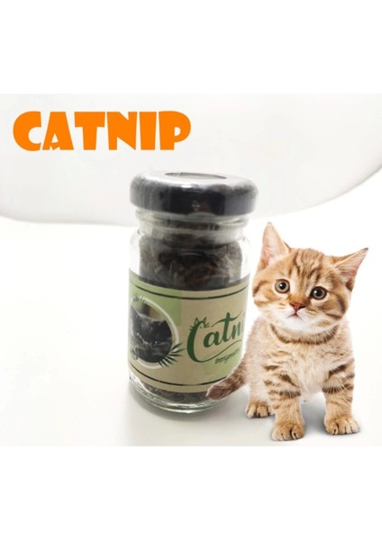 Catnip Doğal Kedi Otu - Kedi Nanesi