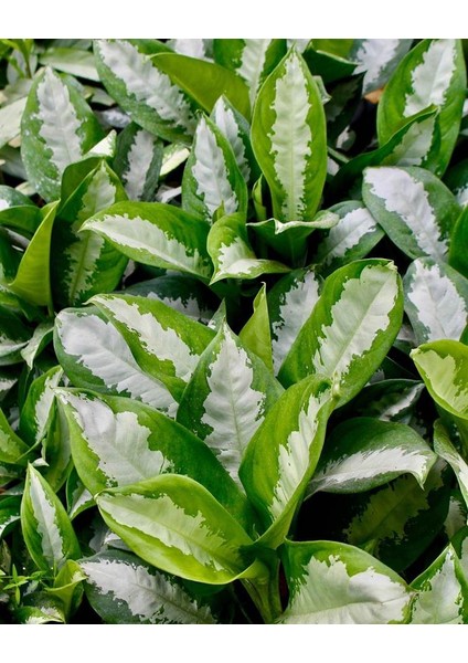 Aglonema Silver - Çin Herdemyeşili indirimleri