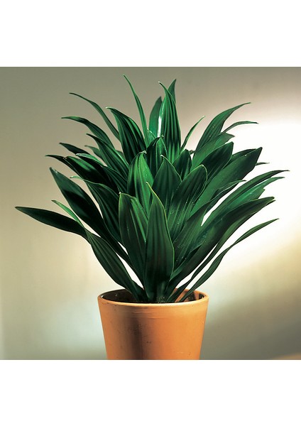 Draceana Compacta Tek Gövdeli fiyatları