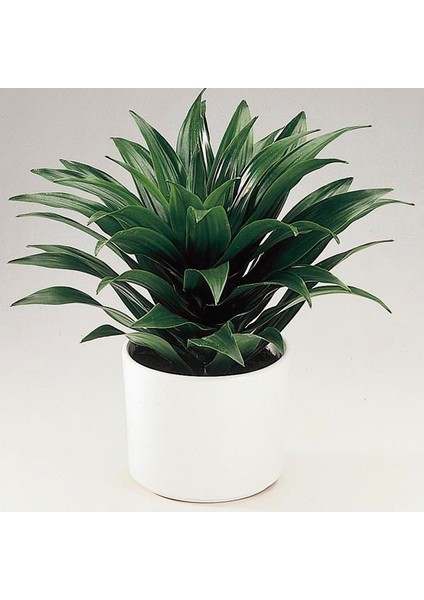 Draceana Compacta Tek Gövdeli modelleri