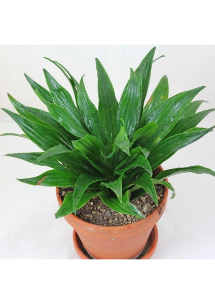 Draceana Compacta Tek Gövdeli fırsatları