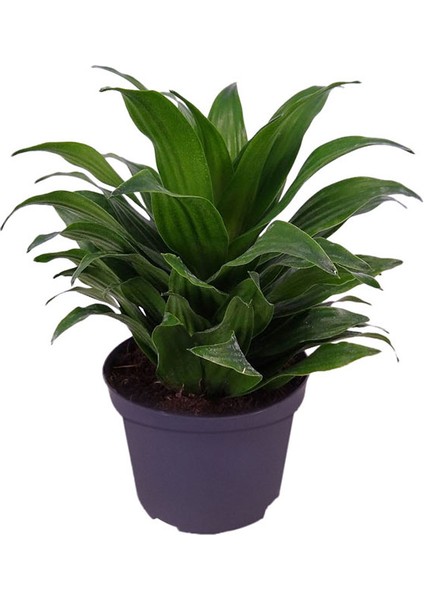 Draceana Compacta Tek Gövdeli indirimleri