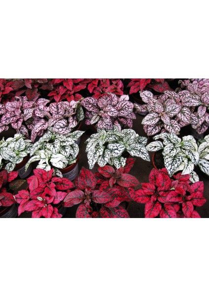 Hostes Çiçeği - Hypoestes Phyllostachya 3’lü Set