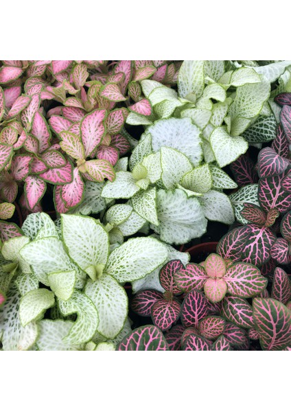 Hostes Çiçeği - Hypoestes Phyllostachya 3’lü Set fiyatları
