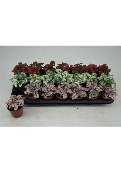 Hostes Çiçeği - Hypoestes Phyllostachya 3’lü Set indirimleri