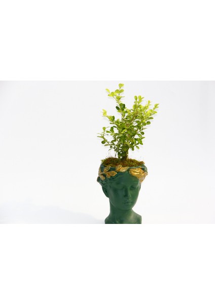 Bonsai Helen Buxus - Hediyelik Yeşil Renk