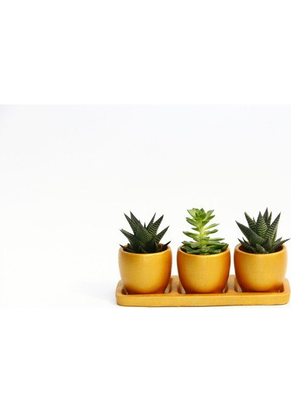 Trio Orange Hediyelik Sukulent Seti - Haworthia, Echeveria fiyatları