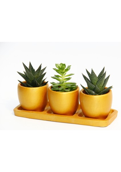 Trio Orange Hediyelik Sukulent Seti - Haworthia, Echeveria modelleri