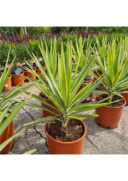 Yucca Jewel 40cm