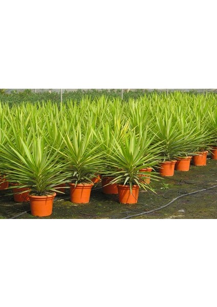 Yucca Jewel 40cm fırsatları