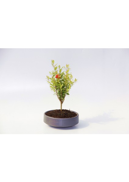 Bonsai Saksısı 3 Adet - El Yapımı Beton Gri Antrasit modelleri