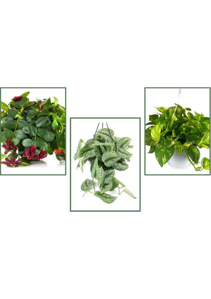 Pathos Sarmaşığı & Alacalı Pathos Sarmaşığı & Ruj Çiçeği