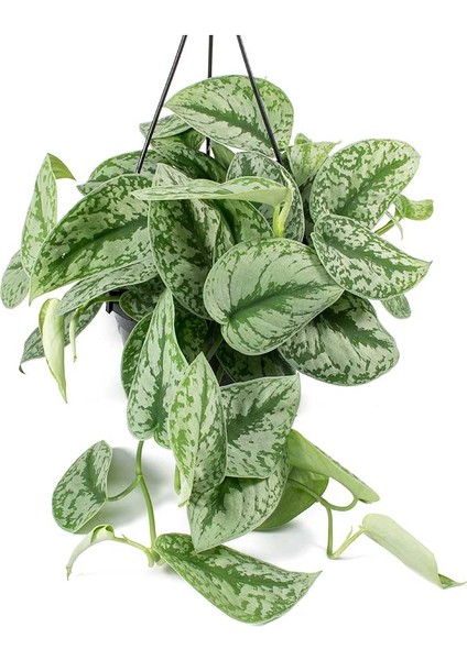 Pathos Sarmaşığı & Alacalı Pathos Sarmaşığı & Ruj Çiçeği modelleri