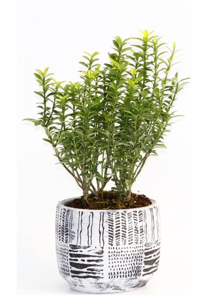 Bonsai Euonymus Microphyllus - Hediyelik Arkaik Saksıda Beyaz indirimleri