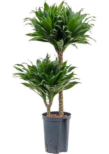 Draceana Compacta 2 Gövdeli