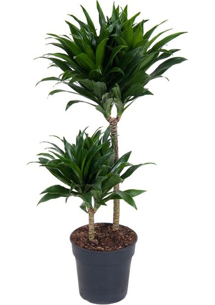 Draceana Compacta 2 Gövdeli fiyatları