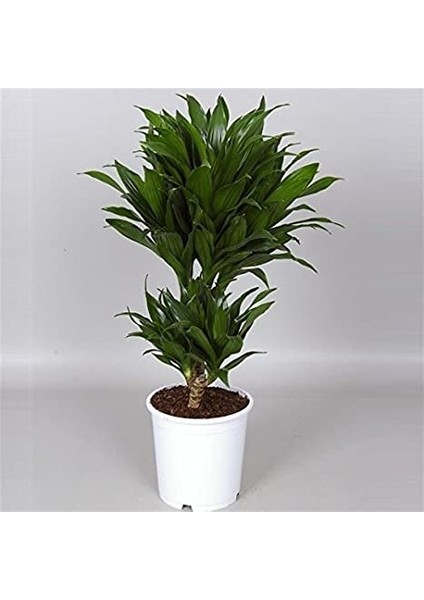 Draceana Compacta 2 Gövdeli fırsatları