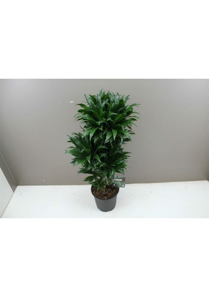 Draceana Compacta 2 Gövdeli indirimleri