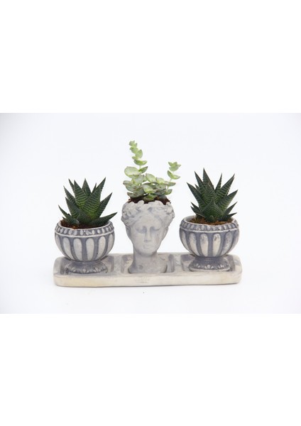 Trio Helen Gri Sukulent Seti - Haworthia Limifolia, Echeveria fırsatları