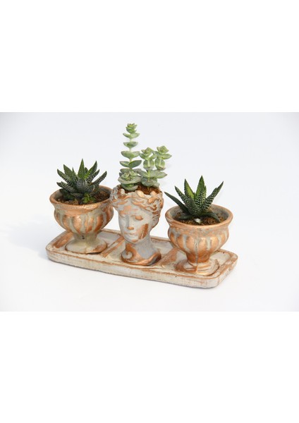 Trio Helen Orange Sukulent Seti - Haworthia Pumila, Crassula