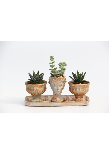 Trio Helen Orange Sukulent Seti - Haworthia Pumila, Crassula fırsatları