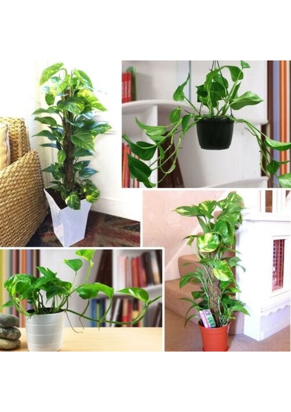 Pathos Sopalı &pathos Askılı Saksıda 2'li Set