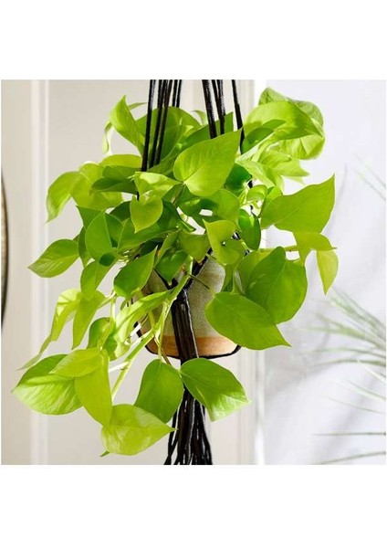 Pathos Sopalı &pathos Askılı Saksıda 2'li Set fırsatları