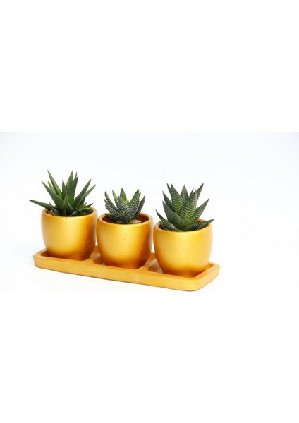 Trio Orange Hediyelik Sukulent Seti - 3'lü Haworthia