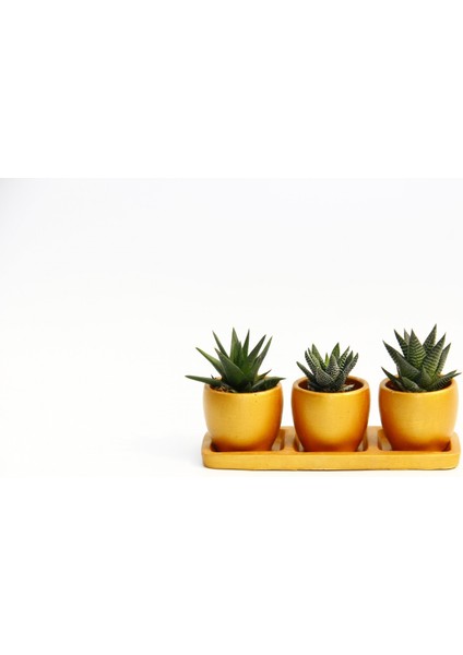 Trio Orange Hediyelik Sukulent Seti - 3'lü Haworthia modelleri