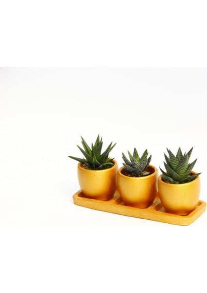 Trio Orange Hediyelik Sukulent Seti - 3'lü Haworthia fırsatları