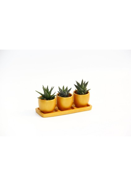 Trio Orange Hediyelik Sukulent Seti - 3'lü Haworthia indirimleri