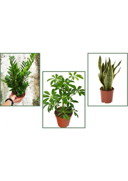 Paşa Kılıcı & Zamia & Şeflera 3'lü Set