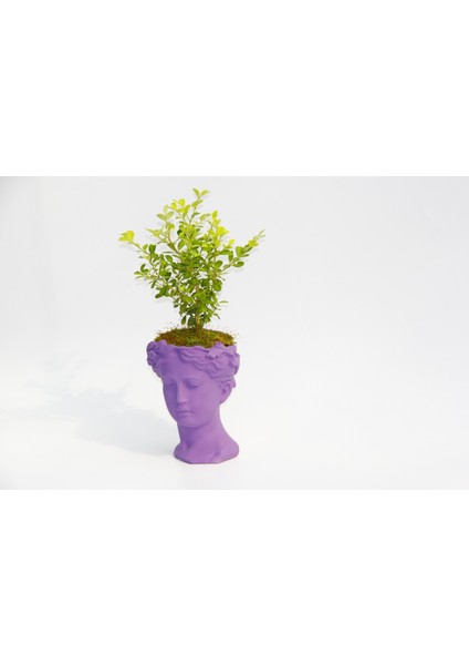 Bonsai Helen Buxus - Hediyelik Mor Renk fiyatları