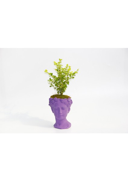 Bonsai Helen Buxus - Hediyelik Mor Renk modelleri