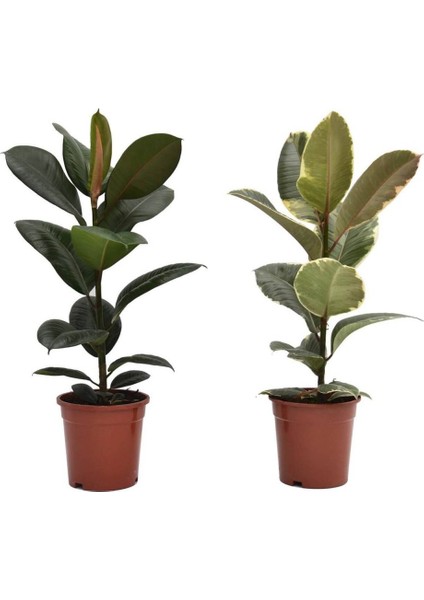 Kauçuk – Ficus Elastica& Ficus Elastica Tineke 2'li Set