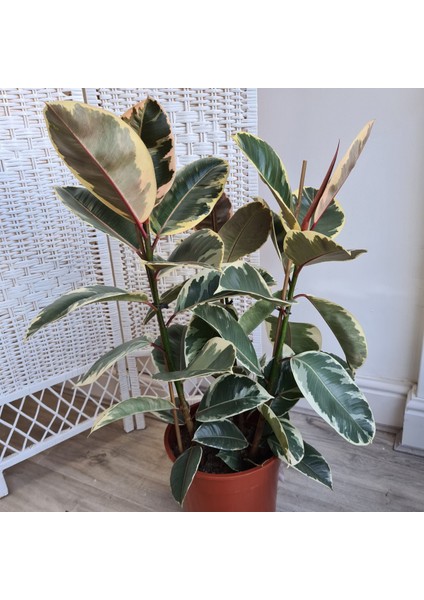 Kauçuk – Ficus Elastica& Ficus Elastica Tineke 2'li Set modelleri