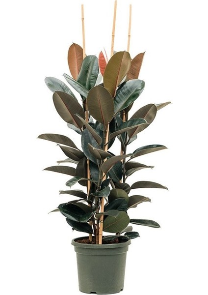 Kauçuk – Ficus Elastica& Ficus Elastica Tineke 2'li Set indirimleri