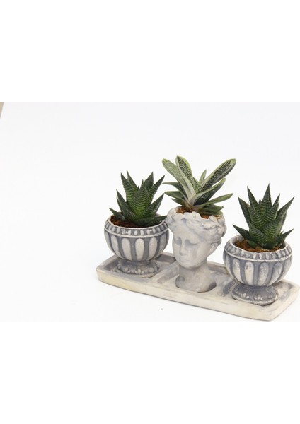 Trio Helen Gri Sukulent Seti - Haworthia Limifolia, Gasteria fiyatları