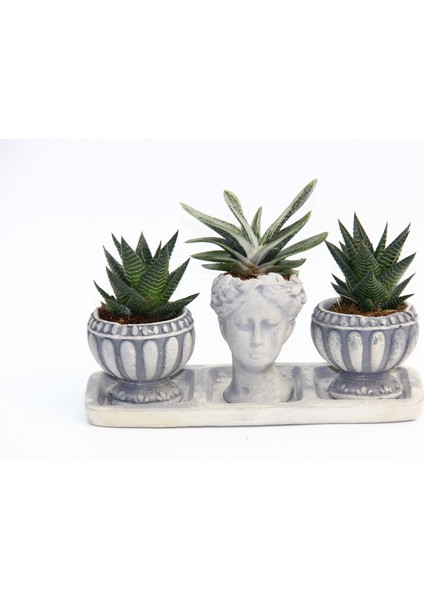 Trio Helen Gri Sukulent Seti - Haworthia Limifolia, Gasteria modelleri