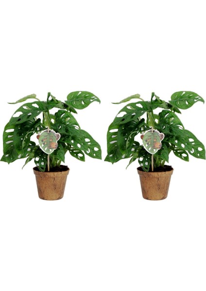 Delikli Devetabanı (Monstera Adansonii Monkey) Saksılı 2 Adet