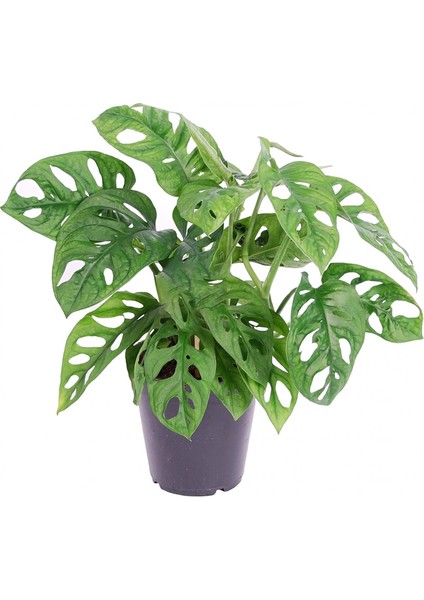Delikli Devetabanı (Monstera Adansonii Monkey) Saksılı 2 Adet