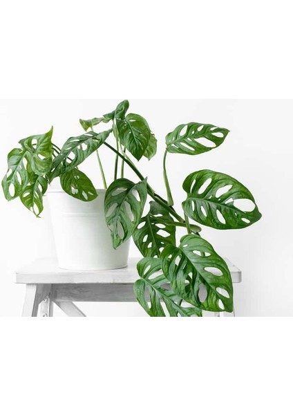 Delikli Devetabanı (Monstera Adansonii Monkey) Saksılı 2 Adet